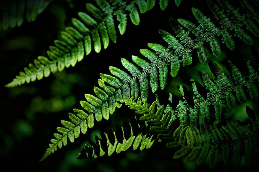 Падение температуры поверхности моря в древности могло привести к Великому ордовикскому биоразнообразию