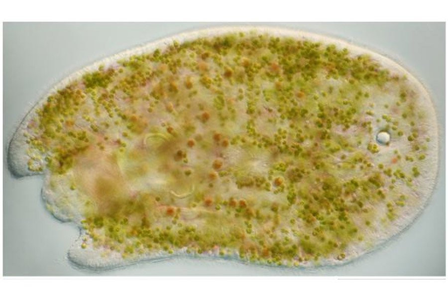 PeerJ: ученые изучают особенности крошечных животных, питающихся солнечной энергией