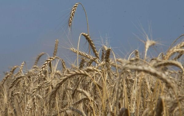 Путин заявил, что Россия получит хороший урожай в этом году