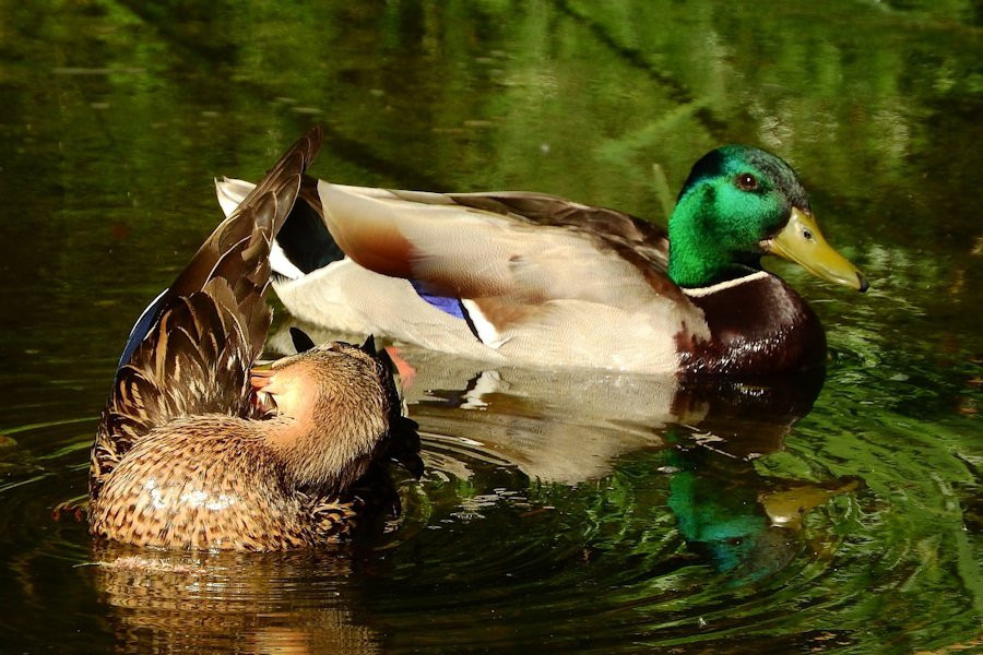 Самки животных выбирают партнера, наблюдая за выбором "конкуренток"