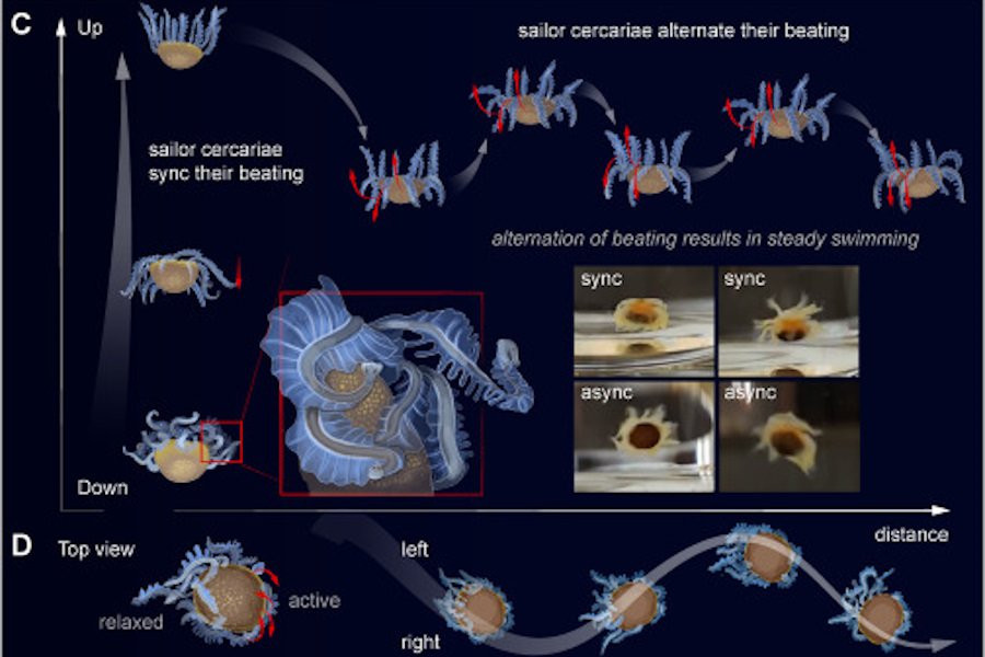 У берегов Окинавы обнаружены уникальные крошечные морские существа