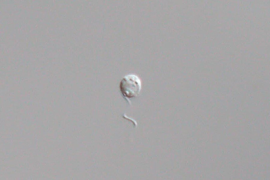 Ученые открыли три новых вида Minorisa, самого маленького хищного морского пикопланктона