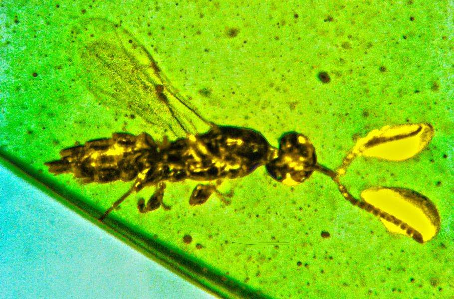 В янтаре 100-миллионной давности спряталась оса со странными усиками