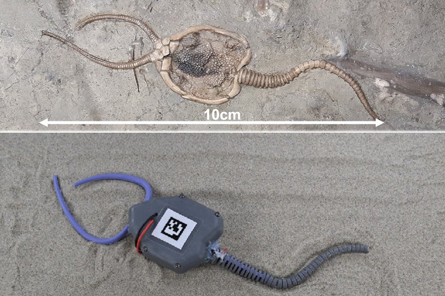 Морской организм возрастом 450 миллионов лет возвращен к «жизни» в виде мягкого робота