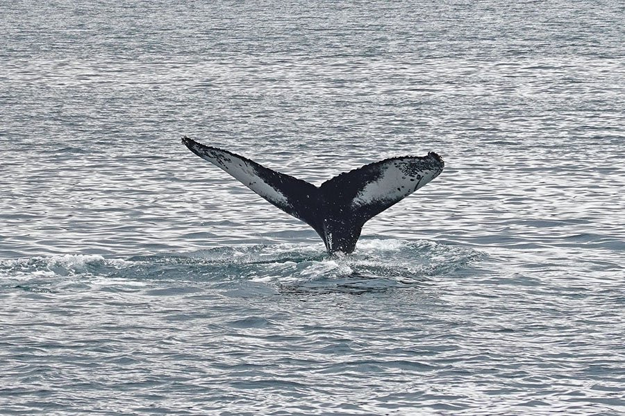На крошечном острове создана первая в мире морская охранная зона для одного из крупнейших животных Земли