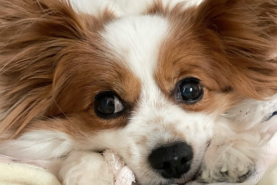 Названы плюсы и минусы сухих кормов для собак