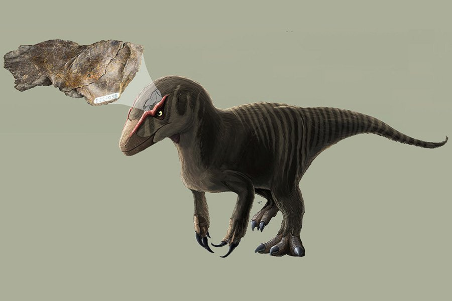 Палеонтологи нашли окаменелость раннего динозавра-мегарапторида в Австралии