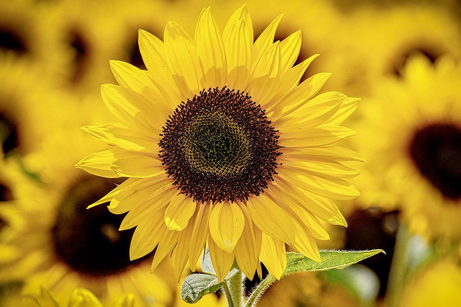 Ученые объяснили, как подсолнухи «видят» солнце