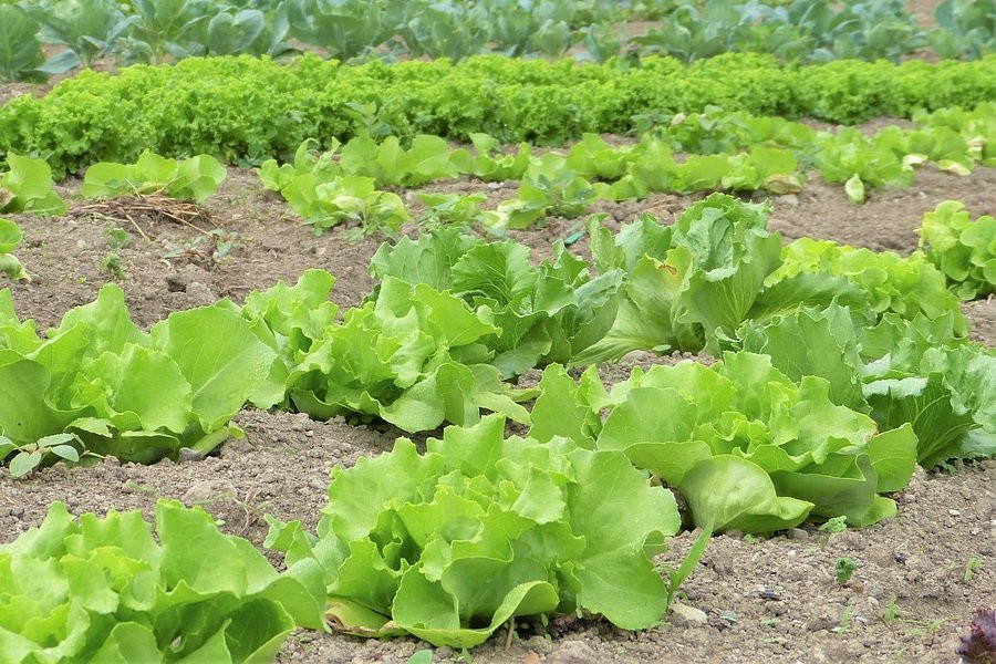 В Самаре разрабатывают систему "свой-чужой" для сельского хозяйства