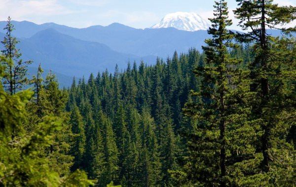 Учёные выяснили, что Сибирь борется с глобальным потеплением на Земле