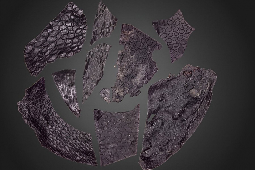 CB: самая старая окаменелая кожа оказалась на 21 млн лет старше предыдущих образцов