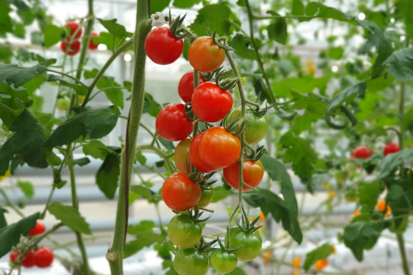 Нашелся ответ, издают ли растения какие-нибудь звуки