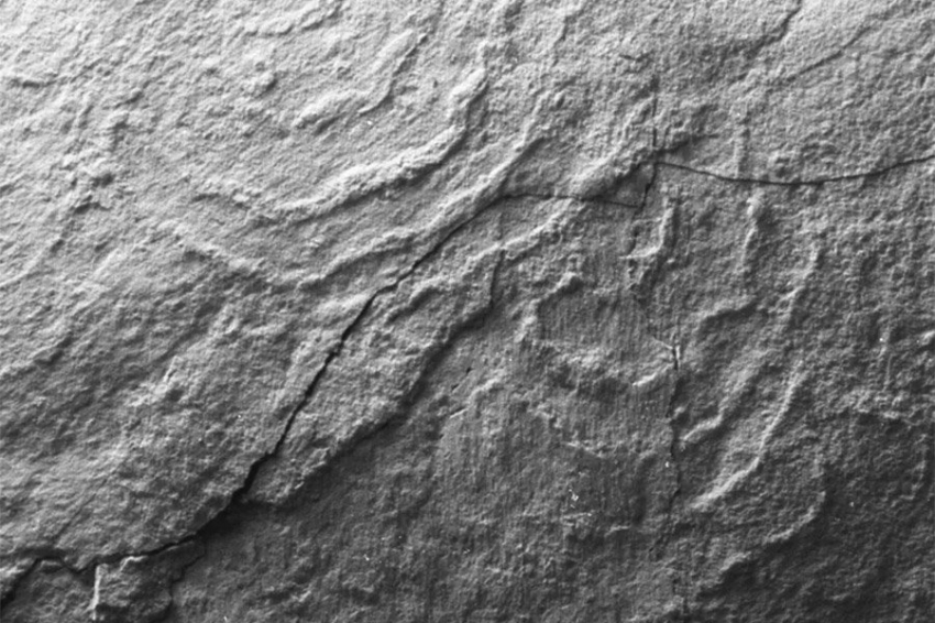 Окаменелости возрастом 565 миллионов лет отражают ключевое событие в эволюционной истории Земли