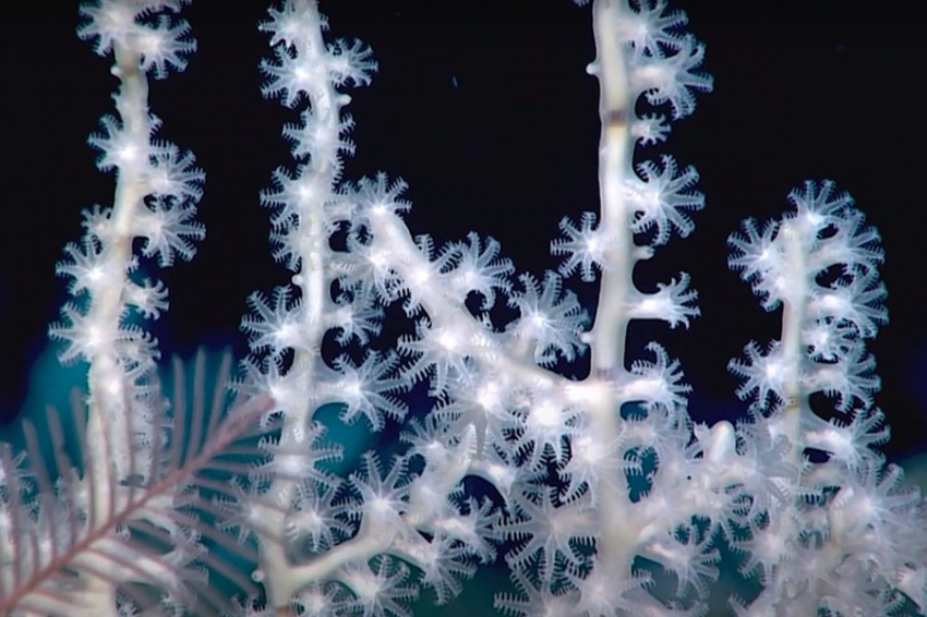 У побережья США обнаружен крупнейший в мире глубоководный коралловый риф