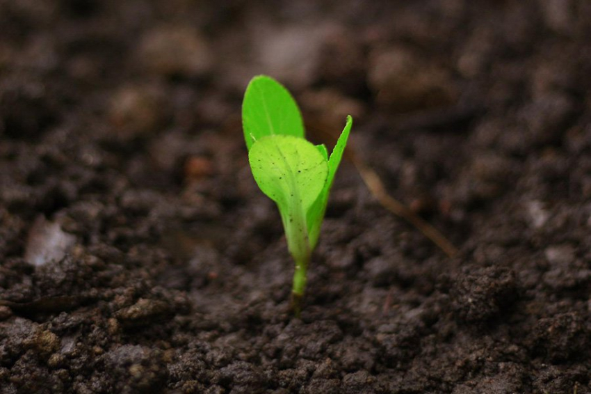 Нут впервые выращен в «лунной почве» – с помощью червей и грибков