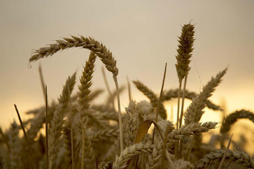 Запад боится продовольственной монополии России