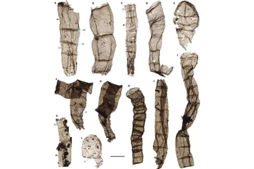 Многоклеточная жизнь появилась на десятки миллионов лет раньше, чем считалось