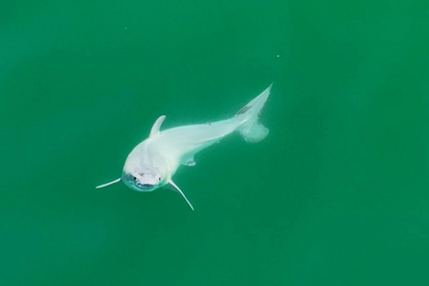Детеныша большой белой акулы впервые в мире увидели в дикой природе