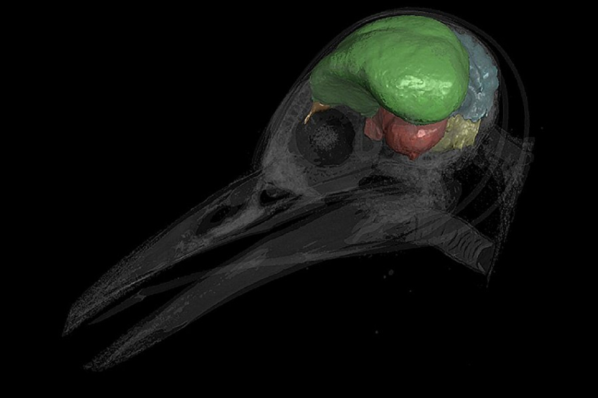 Ученые считают, что рост мозжечка мозга является ключом к эволюции птичьего полета