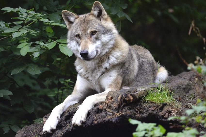 Исследование: волки различают голоса людей, подобно домашним собакам