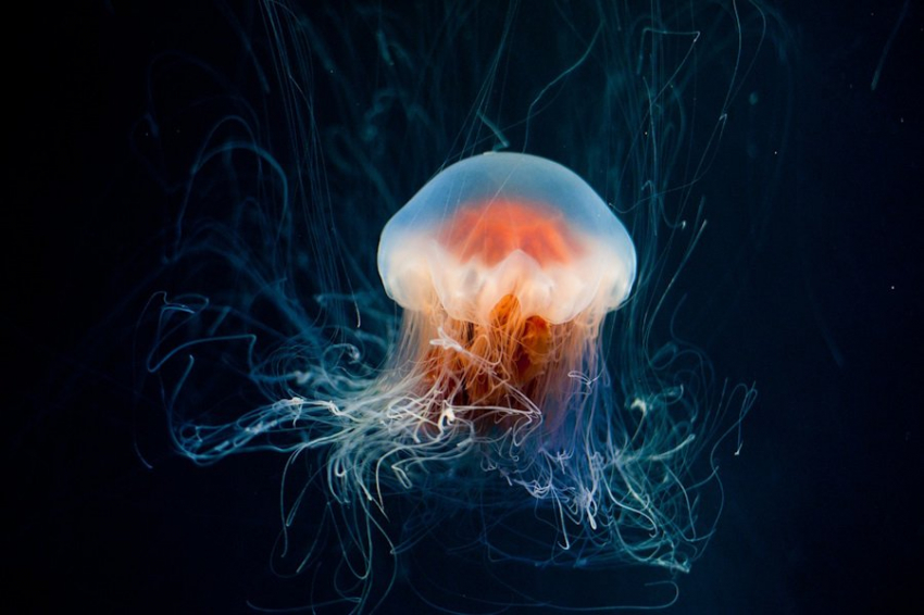 В Японии обнаружен новый вид медуз с красным крестом и неизвестным ядом