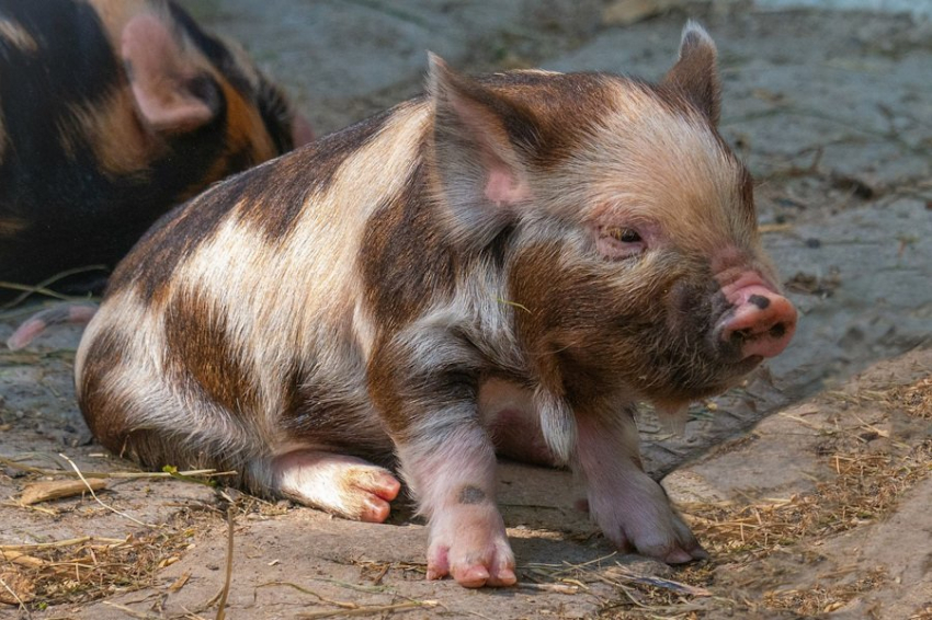 В Японии успешно выведена ГМО свинья, чьи органы можно будет пересадить человеку