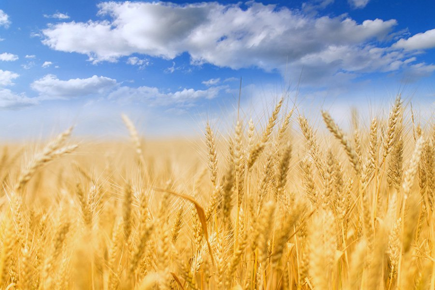 Торговые амбиции Украины резко обрезаны польской болгаркой