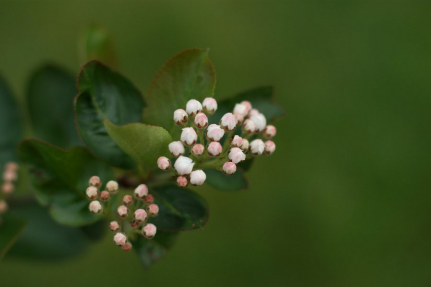 Ученые выдали рекомендацию: черноплодная рябина поможет от давления