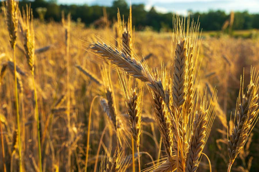 Аграрии России за четверть века достигли колоссальных успехов 