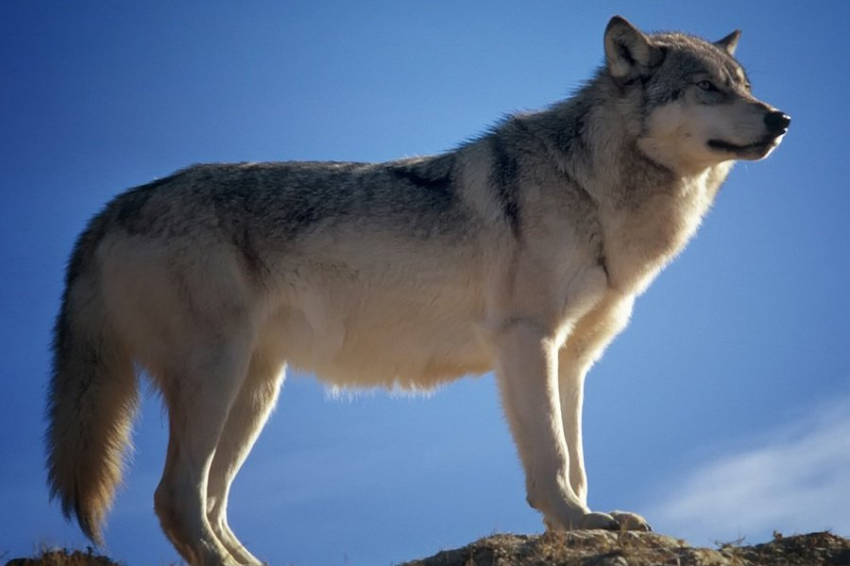 Исследование выявило, что волки в Италии умирают от отравления родентицидами