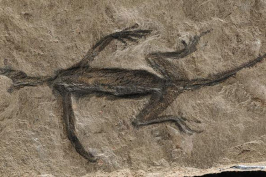 Самая старая ископаемая рептилия из Альп оказалась исторической подделкой