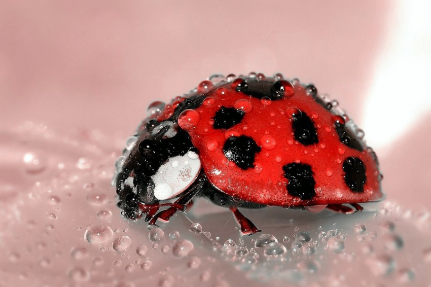 Ученые разработали репеллент против тли на основе запахов божьей коровки