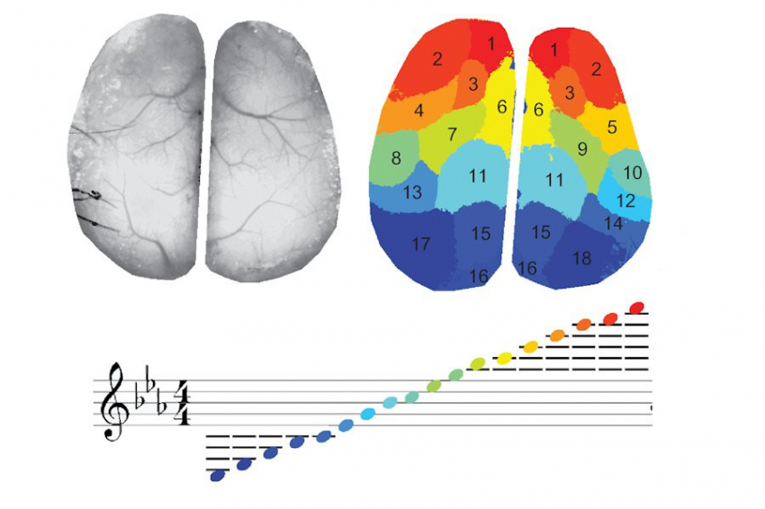 Разработан новый метод отображения активности мозга цветомузыкой