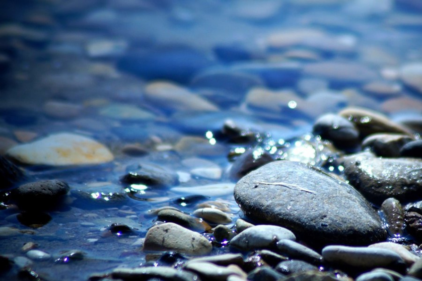 URV: биологи выявили типы грибов-аскомицетов, способных вызывать болезни