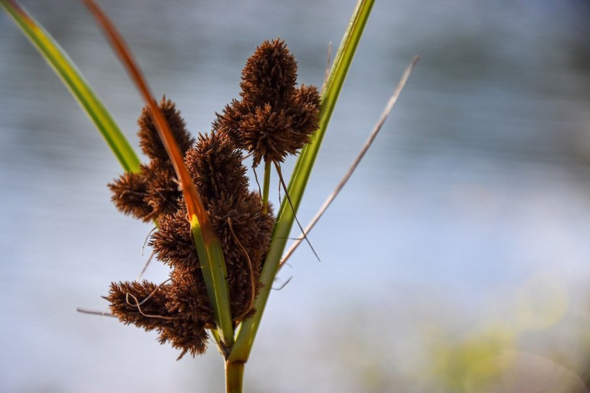 Ученые выявили потенциал земляного миндаля, как еды будущего