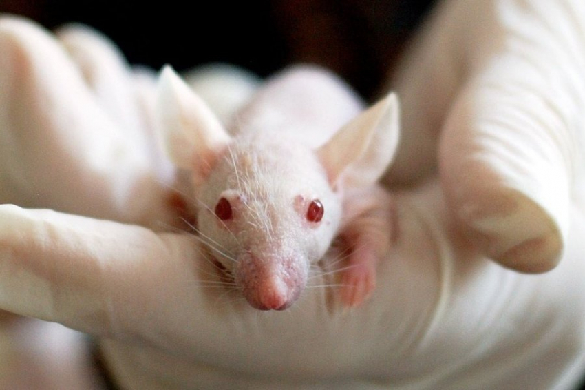 Биохимики РАН предлагают новый препарат, устраняющий все варианты депрессии