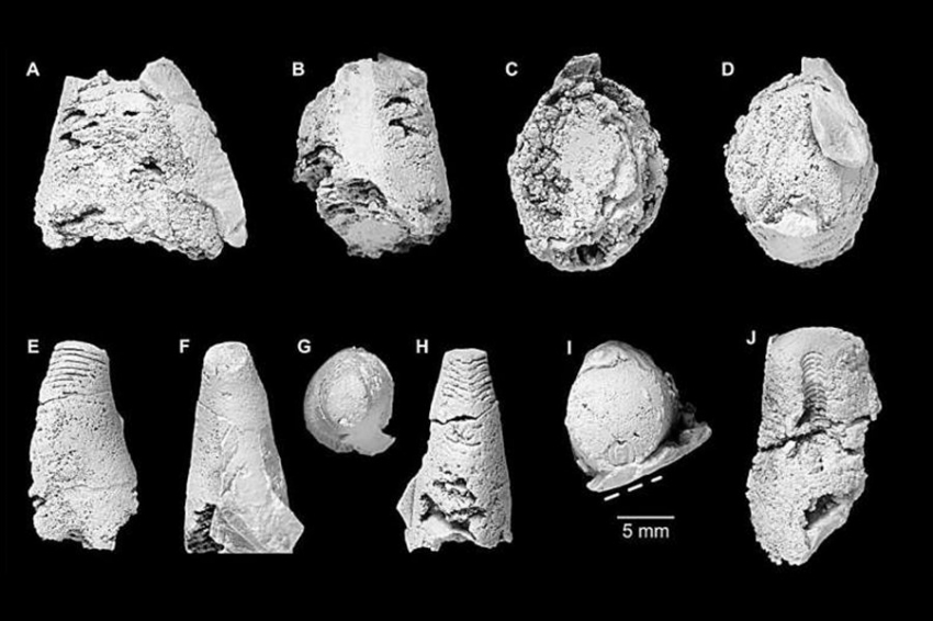 В Австралии обнаружена «сокровищница» окаменелостей кембрийских моллюсков