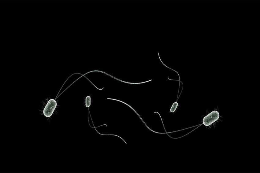 Ученые обнаружили 18 новых видов кишечных микробов в поисках причин устойчивости к антибиотикам