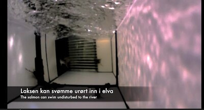 Huawei и BJFF — лауреаты GSMA GLOMO за проект TECH4ALL по сохранению норвежского лосося