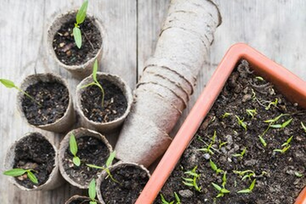 Всходы перцев. Посев перца в марте 2024. Посев перца в марте 2024. Посев перца в марте 2024. Посев перца на рассаду.