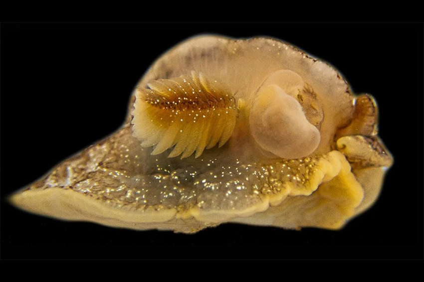 Новый вид восхитительных морских слизней обнаружен у британского побережья
