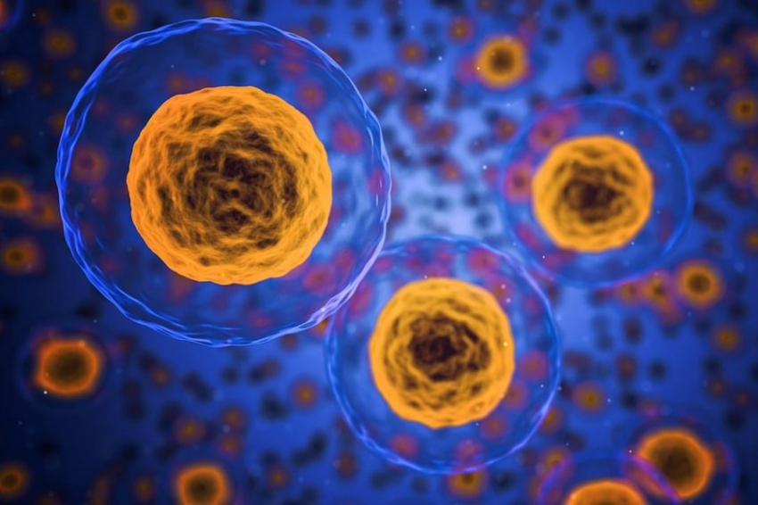 Ученые Японии выявили новую причину старения клеток