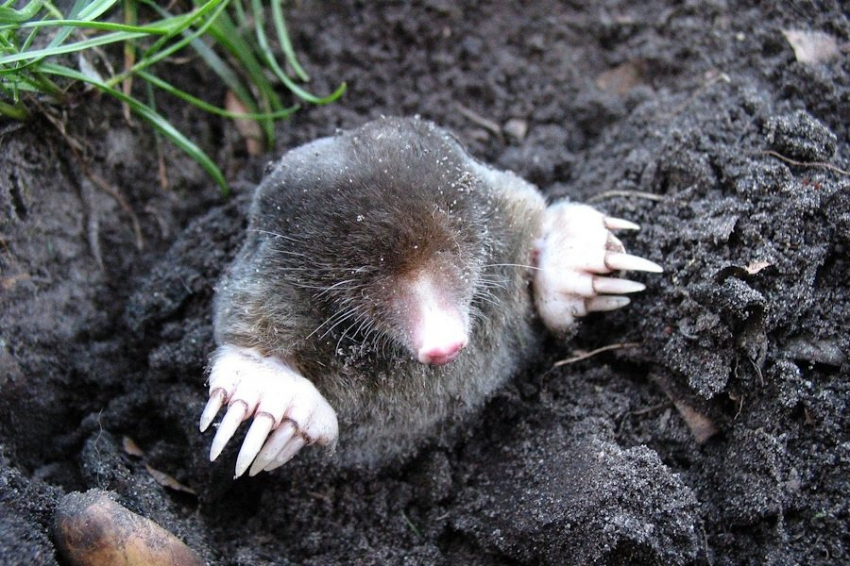 Зоологи ЮАР подтвердили существование золотых кротов на континенте