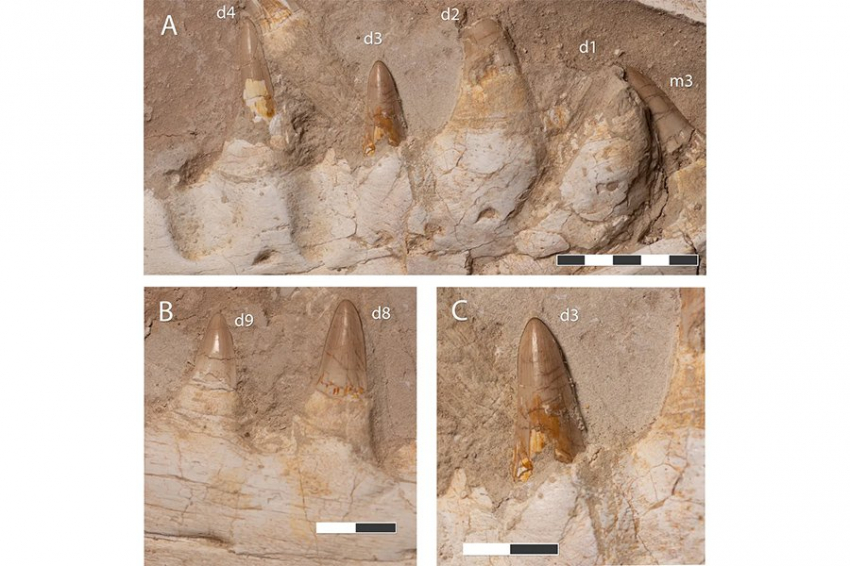 Гигантская «морская ящерица» правила океанами 66 млн лет назад благодаря кинжалообразным зубам