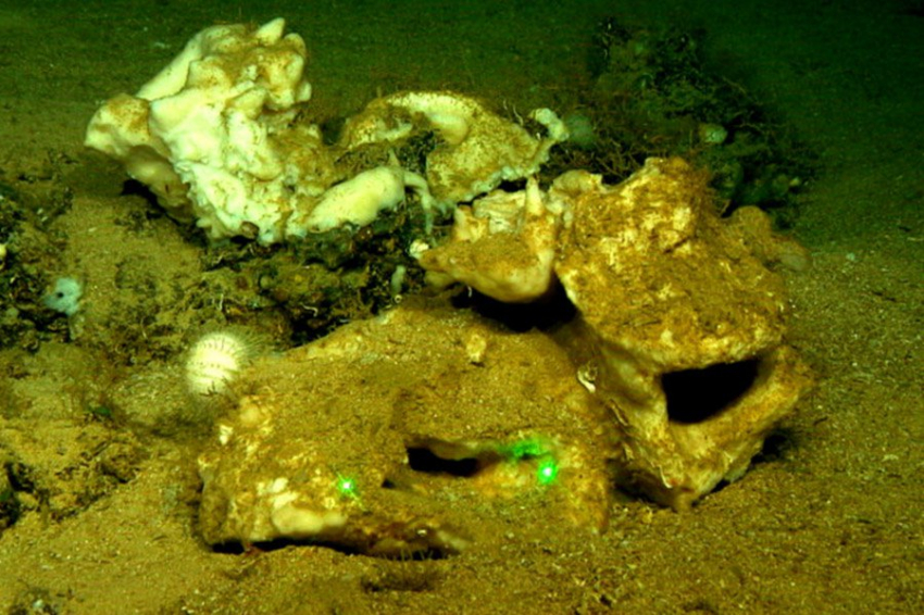 Ученые обнаружили восемь новых глубоководных видов морских губок