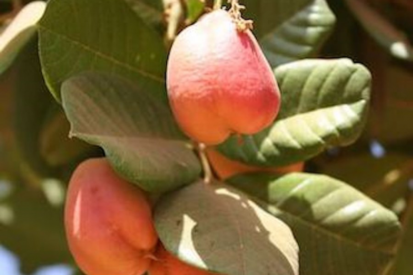 Исследование раскрывает потенциал африканских яблоки аки в лечении и питании