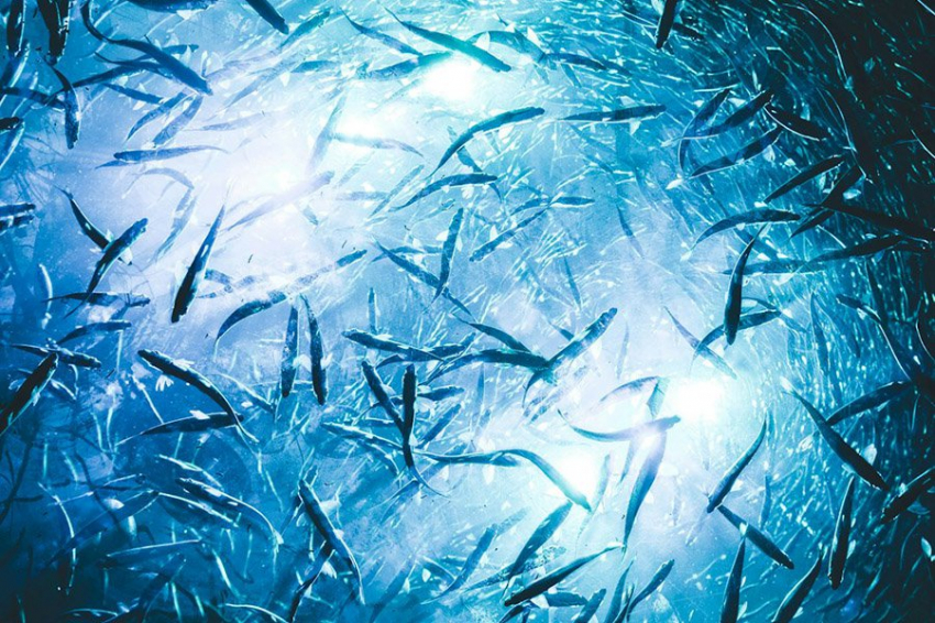 Электрические рыбы чувствуют мир через «ауры» соседей, словно сетевой радар