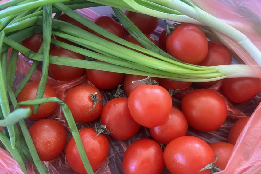 5 ошибок при рассаде, которые потом скажутся на урожае. Советы агронома при рассаде томатов, огурцов, баклажан