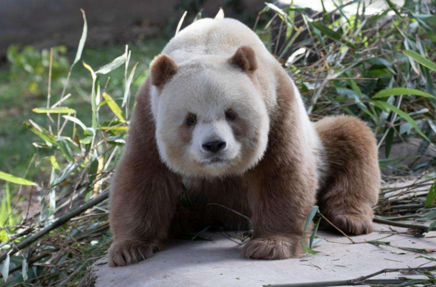 Китайским ученым удалось разгадать тайну окраса коричневых панд