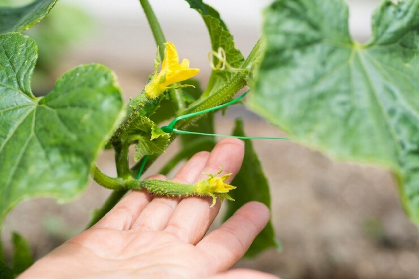 Точно не будут горчить: назван самый лучший сорт огурцов на этот сезон